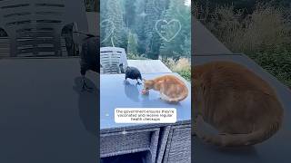 This city belongs to the cats and everyone proudly shares it with them