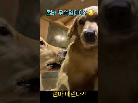댕댕이 앞에서 “엄마때린다”할때 반응