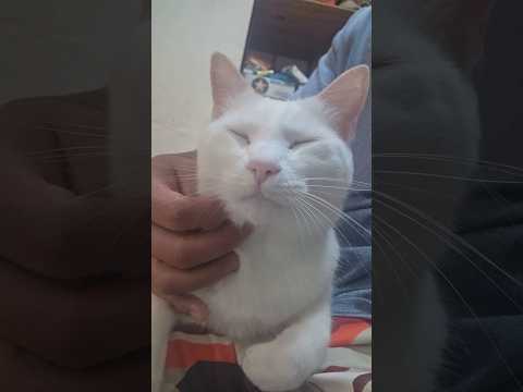 今のシロ。 #猫のいる暮らし #猫 #保護猫