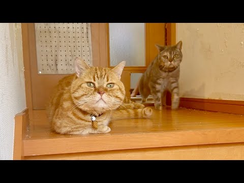 階段掃除が気になる猫たち。