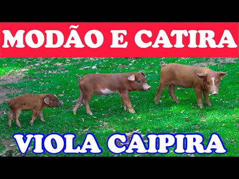 MODÃO DE VIOLA CAIPIRA E SERTANEJO RAIZ   O SOM DA ROÇA ACOMPANHADO COM CATIRA