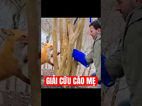 Cáo mẹ ra ngoài kiếm ăn, chẳng may bị mắc kẹt trong cành cây #short