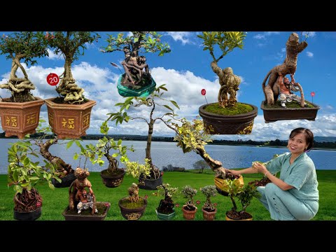 Cây cảnh chơi Tết 13/01 Hiếu chào bán lô #bonsaitree Bonsai Đẹp và Mini Để Bàn giá dễ chơi