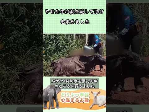 やせた牛が涙を流して助けを求めました