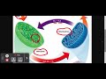 Photosynthesis and Cellular Respiration Concepts