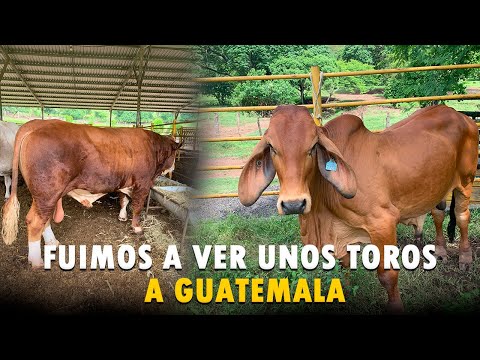 VISITAMOS GANADERIA EN GUATEMALA