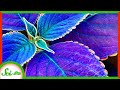 Exploring Photosynthesis Beyond Sunlight