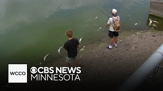 YouTube video thumbnail: Minnesota DNR Logs 202 Fish Kill Reports as Heat Wave Pushes Lake Temps to 88 Degrees