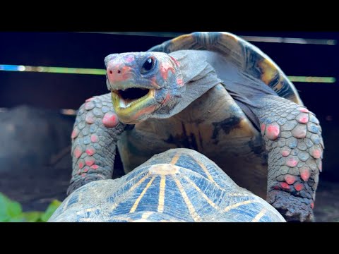 うちのカメの鳴き声がおかしい