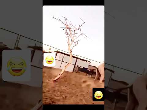 ورطوه لين ركب على الناقة