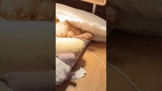 둘 키우길 정말 잘했다 #misoara