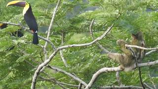 Birdwatching Costa Rica - Toucans fighting or playing?