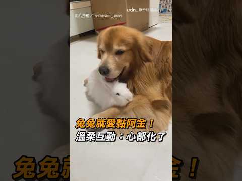 【互動療癒】兔兔就愛黏阿金！溫柔互動：心都化了｜兔子｜阿金