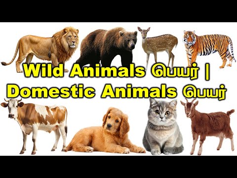 Domestic Animals Name | Wild Animals Name in Tamil to English | Happyvasu | Kids