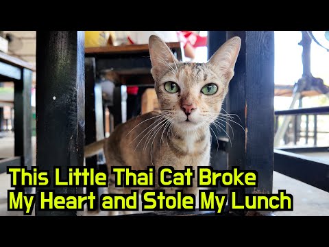 I sacrificed myself to save a hungry cat in rural Thailand