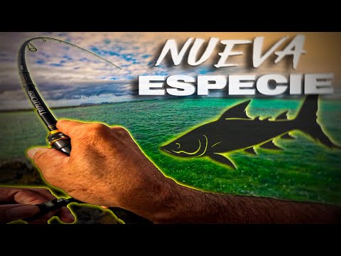 No imaginaba CAPTURAR esta ESPECIE NUEVA para mí | Lured Vlog 353