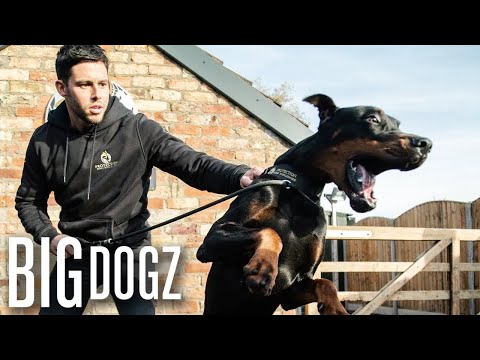 Intruders Beware! World’s Best Trained Guard Dogs  | BIG DOGZ