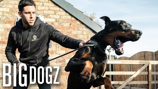 Intruders Beware! World’s Best Trained Guard Dogs  | BIG DOGZ