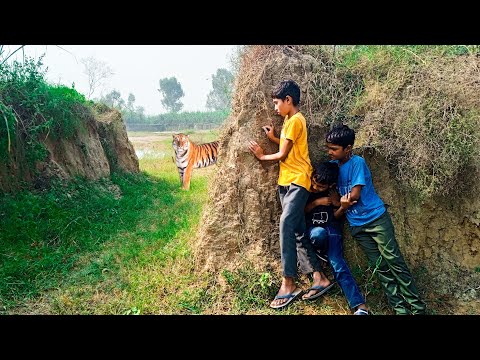 tiger attack man in the forest | tiger attack in jungle, royal bengal tiger attack