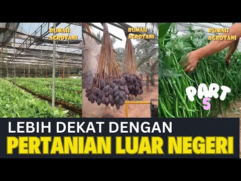 Lebih Dekat dengan Pertanian Modern di Luar Negeri Part 5 #kumpulanshorts