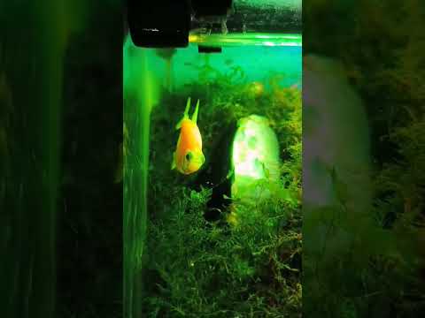 ternyata udang bisa ganti cangkang juga ternyata #shorts