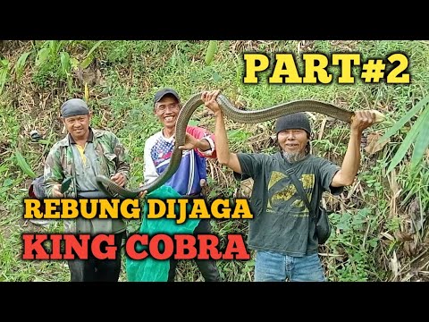 KING COBRA PENJAGA REBUNG PETUNG PART2