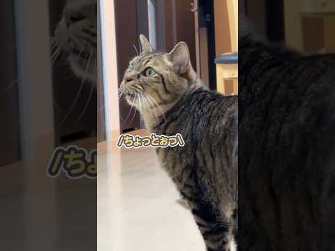 まさかの名前で呼ばれ、同様を隠せない猫