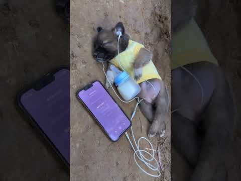 A dog that loves listening to music
