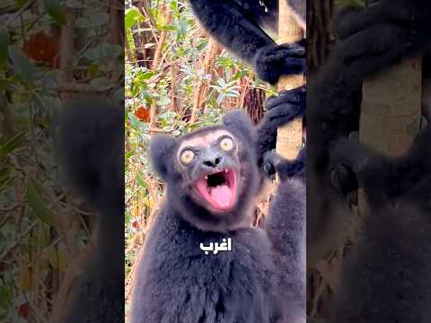 أغرب أصوات القرود على الإطلاق - الأخير كأنه صوت شبح 😰