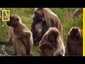 Gelada Monkeys: A Researcher's Journey