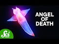 Sea Angels and Their Predatory Adaptations