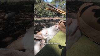 Casa Mono - Our Airbnb Near Tamarindo 🐒 Goats, Monkeys, Views & Casado, Costa Rica #shorts