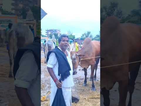 🔥3 லட்சம்...ராமர் லட்சுமண மாடு😱திருவண்ணாமலை சந்தை ....Tiruvannamalai