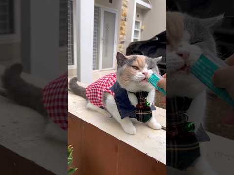 Mama lala bagikan cemilan ke teman kucing nya 🥰 #cat #shorts