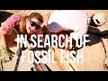 Fossil Excavation Techniques and Findings