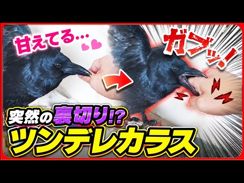 【豹変するカラス】甘えているカラス…しかし次の瞬間…。20260619、カラス&四つ足クインテット(仮)