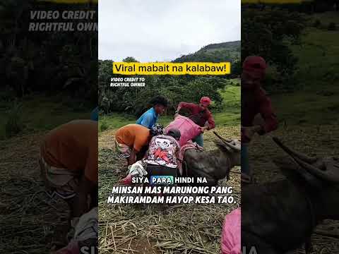 Viral mabait na kalabaw! Minsan may pakiramdam pa sila kesa sa tao. Swerte nag alaga nito | #shorts