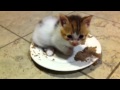 What can 4 hotsell week old kittens eat