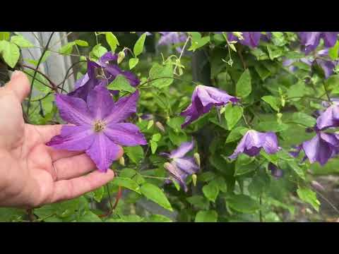 An "almost there" garden stroll