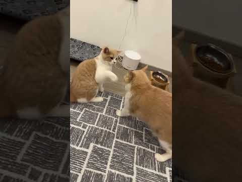 #semuaorang #kucing #pororo #fypシ #fypシ゚viral #kucinglucu #lucu