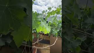 Grape Berries, coming along nicely this year!! #harvest #righttimes #grapevine #homesteading