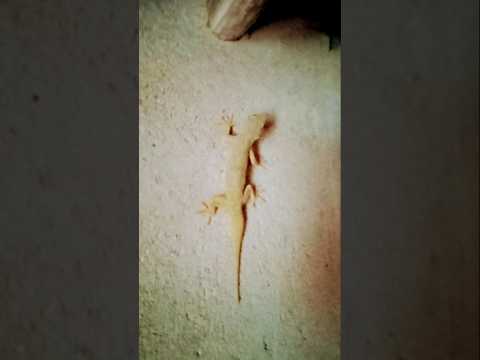 Bhojpuri Song(Herohonda khujili) #viralbhojpurisong #lizard #funny #trendingsong @bongreshmasfun