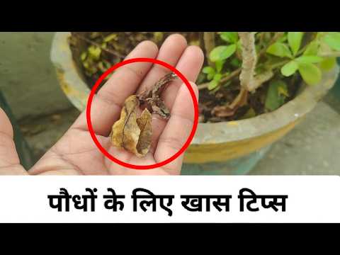पौधों के लिए नेचुरल खद | organic fertilizer for plants