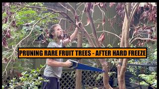 Pruning Rare Fruit Trees - After Hard Freeze