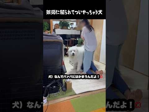 嫉妬に駆られてやり過ぎちゃう大型犬 #グレートピレニーズ #greatpyrenees #大型犬 #大型犬のいる生活 #愛犬 #癒し #可愛い