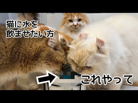 猫が水を沢山飲む裏技試してみたら凄かった！！