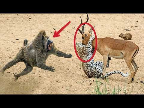 Amazing! Animals Save Other Animals