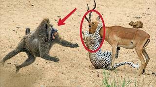 Most Amazing Animals Save Other Animals Compilation 2025