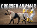 Hybrid Animals and Their Purposes
