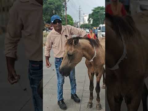 Animal_Care_Society_Meerut01                     #foryou #foryoupage #viralvideo #shortvideo